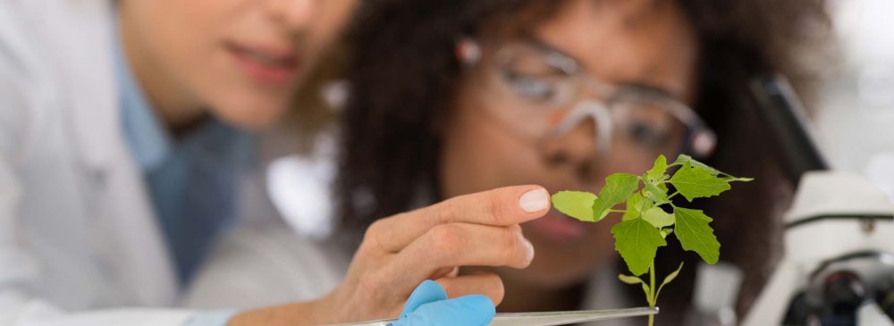 Female Scientists Examine Plant Working In Genetics Laboratory Study Research, Two Women Analyze Scientific Experiments