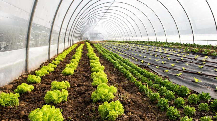 Interior of an agricultural greenhouse or tunnel